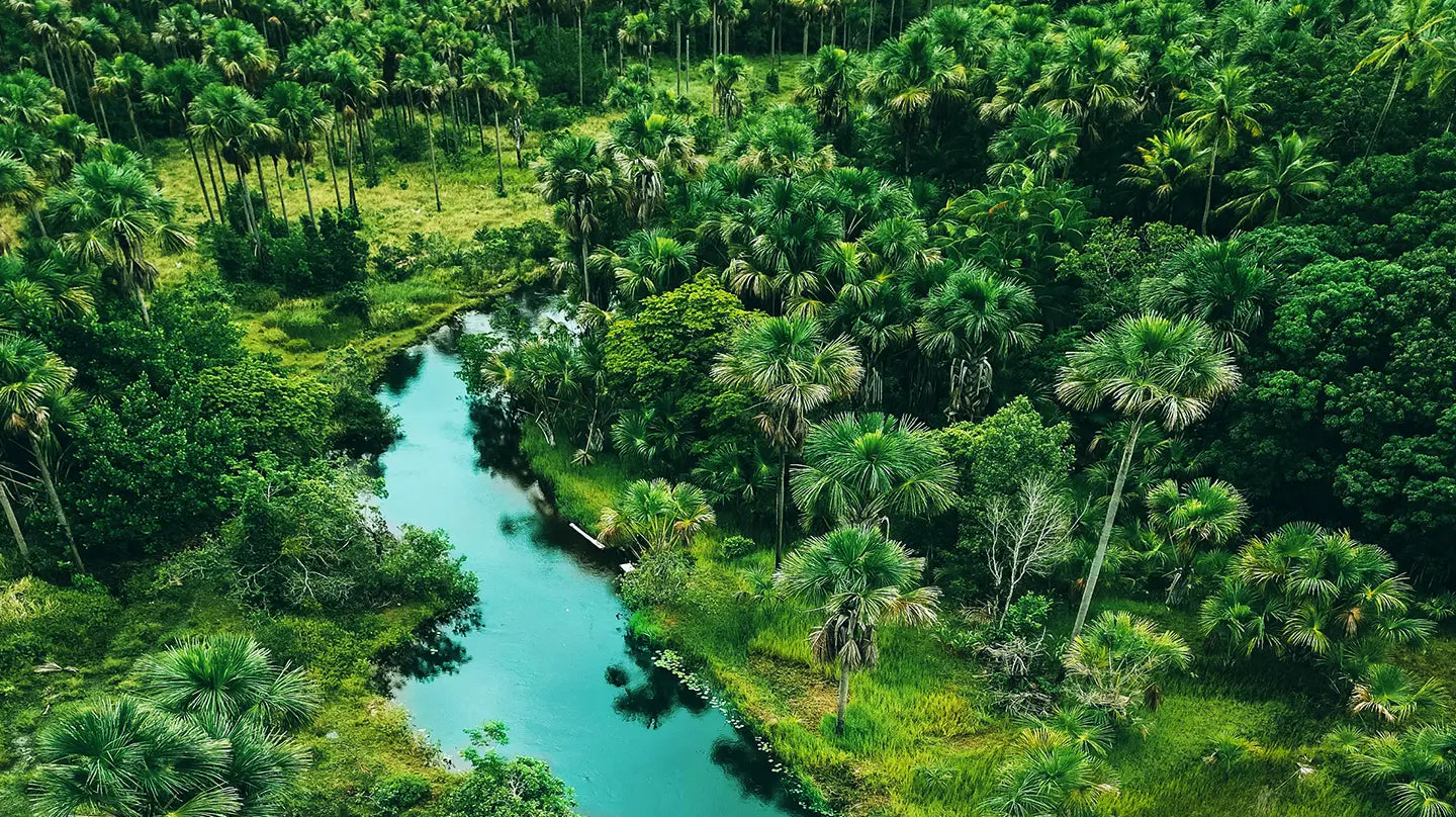 A river flowing through a rain forrest