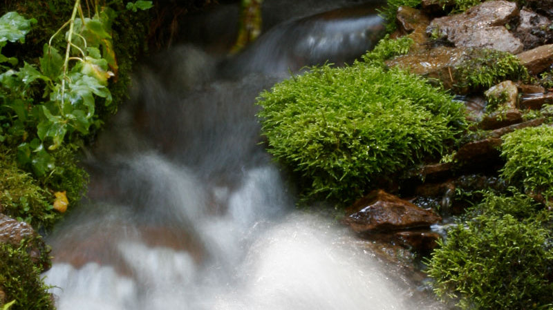 Our Living Spring Blog