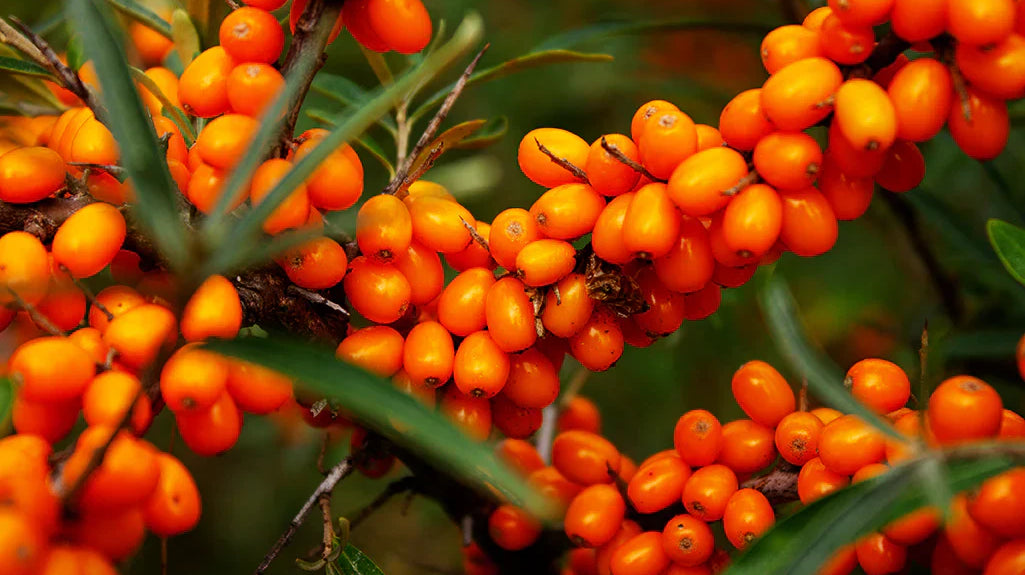 The Superberry that transforms your skin
