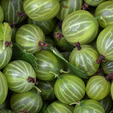 Amla