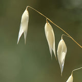 Beta Glucan