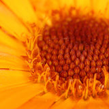 Calendula