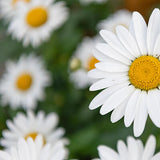 Chamomile
