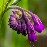Comfrey