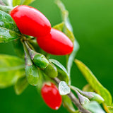 Goji