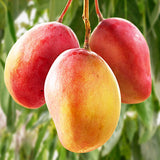 Mango butter