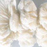 Shea butter