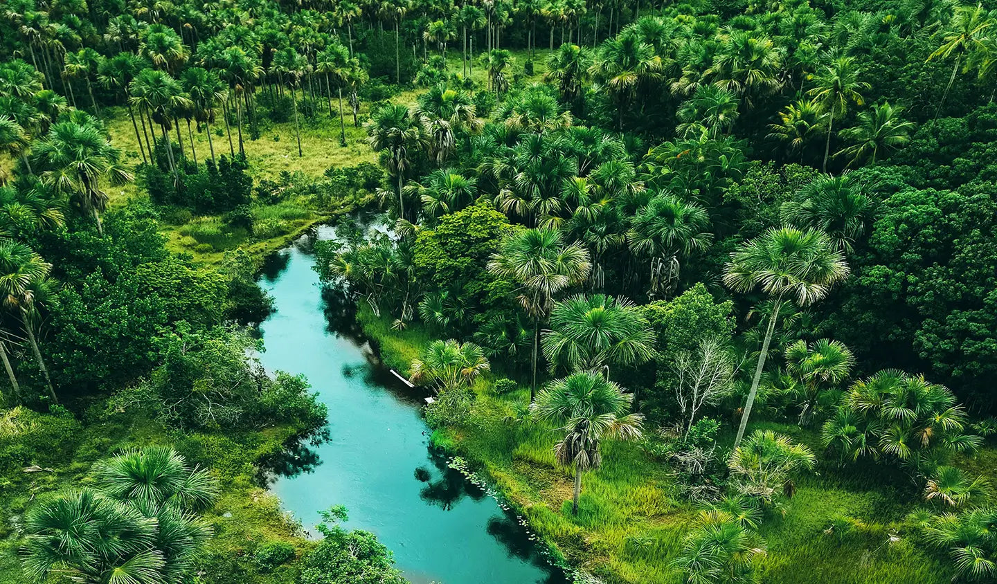 A river flowing through a rain forrest
