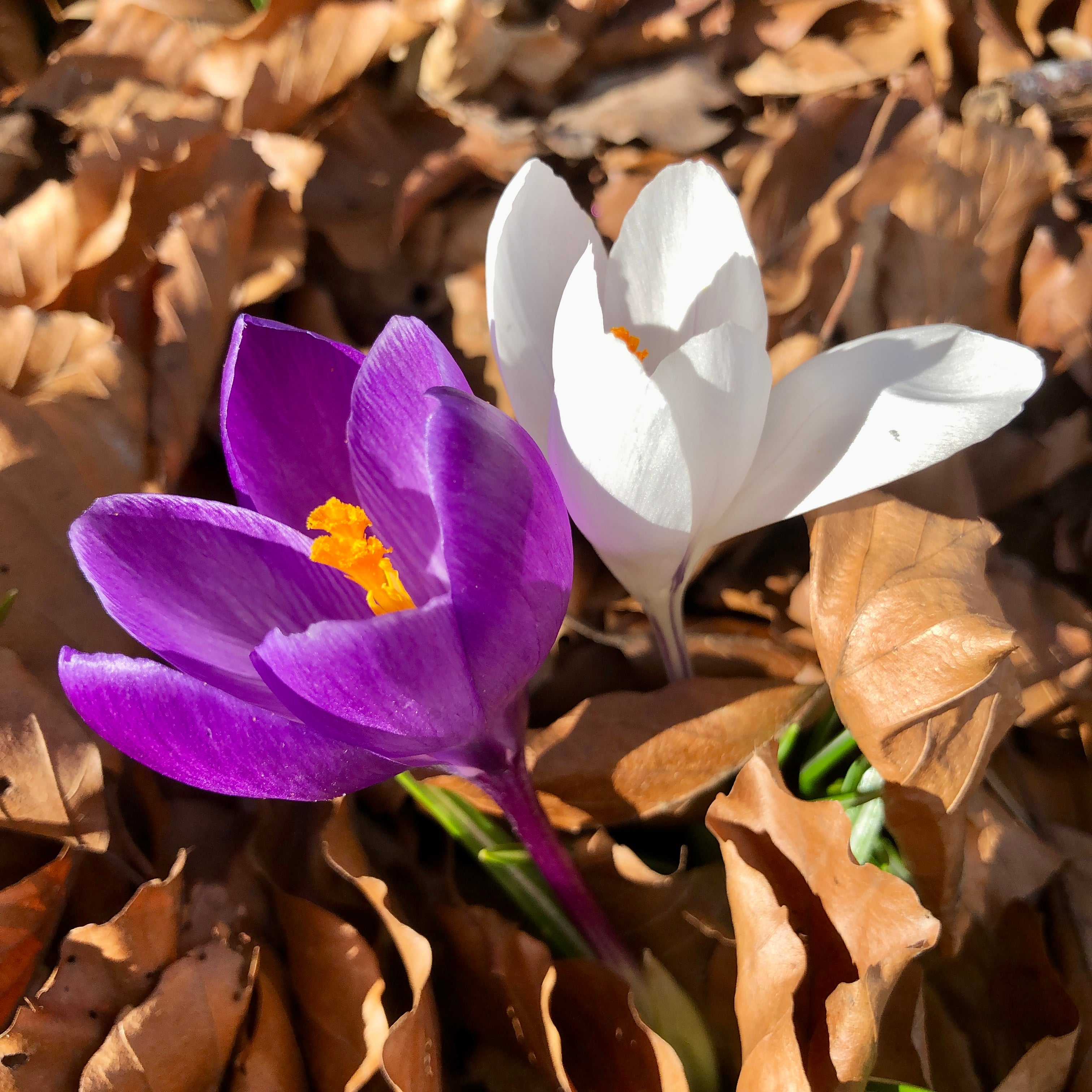 Spring Flowers
