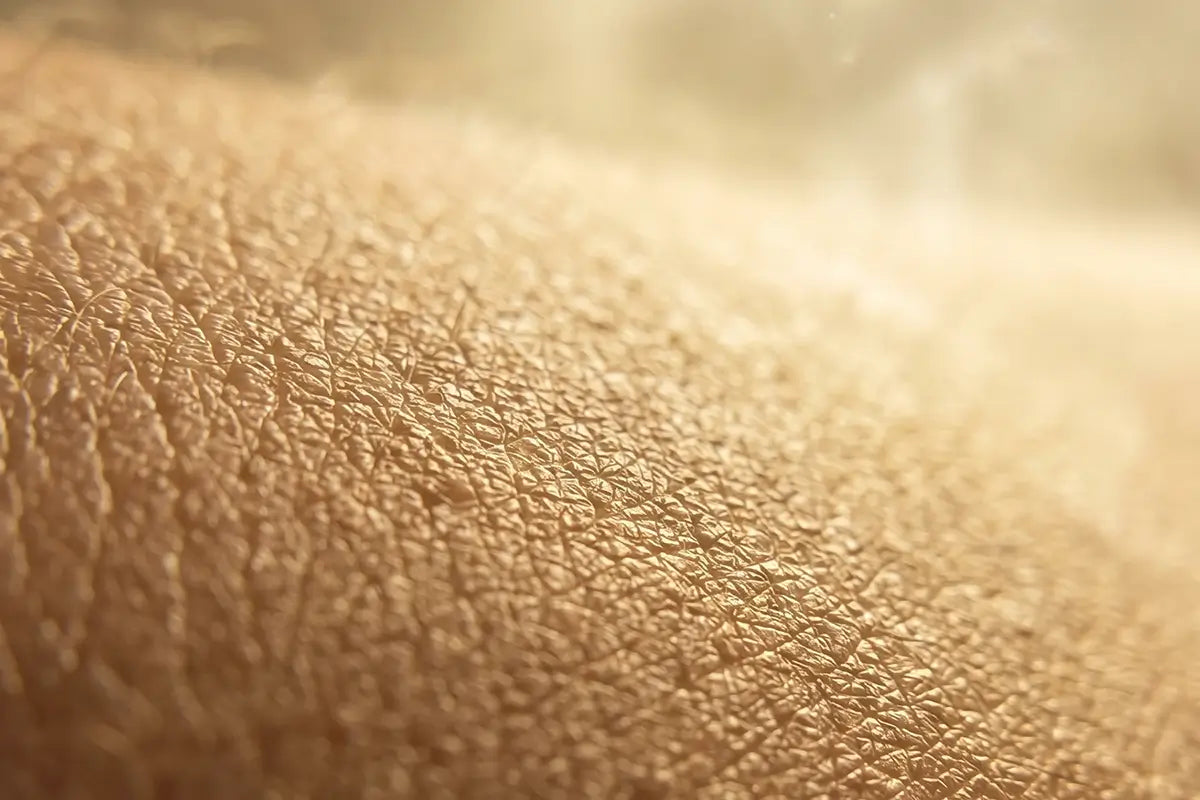 A close up of the skin 