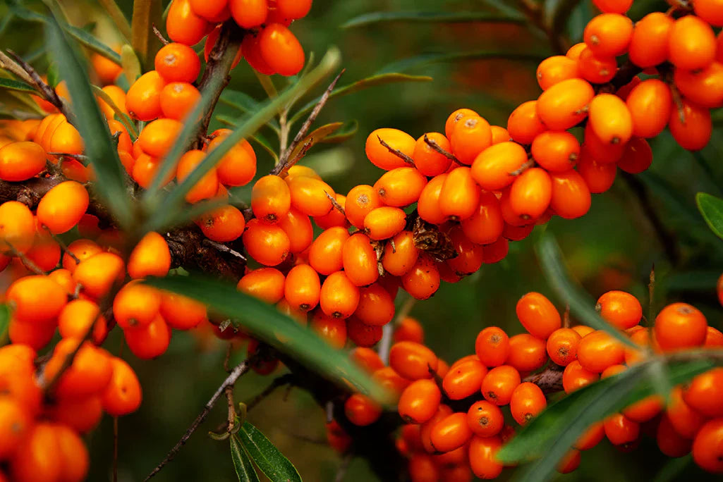 The Superberry that transforms your skin