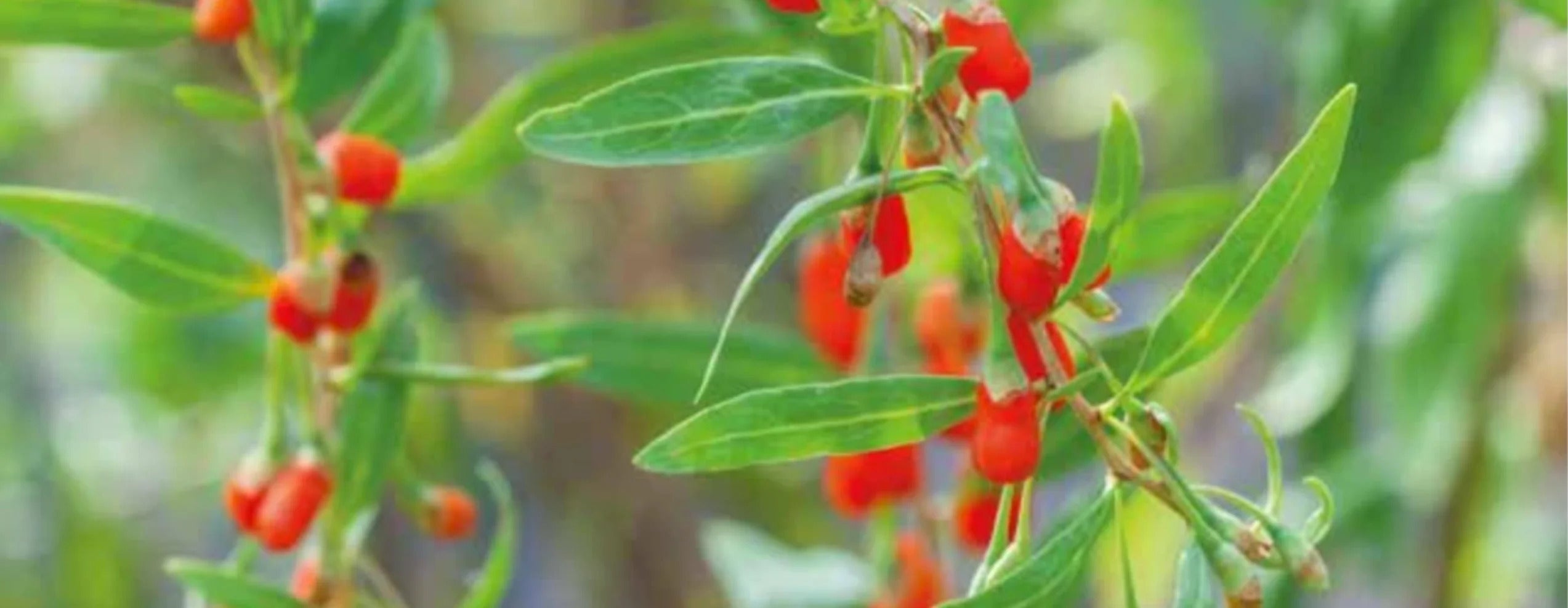 Tibetan Goji Berries