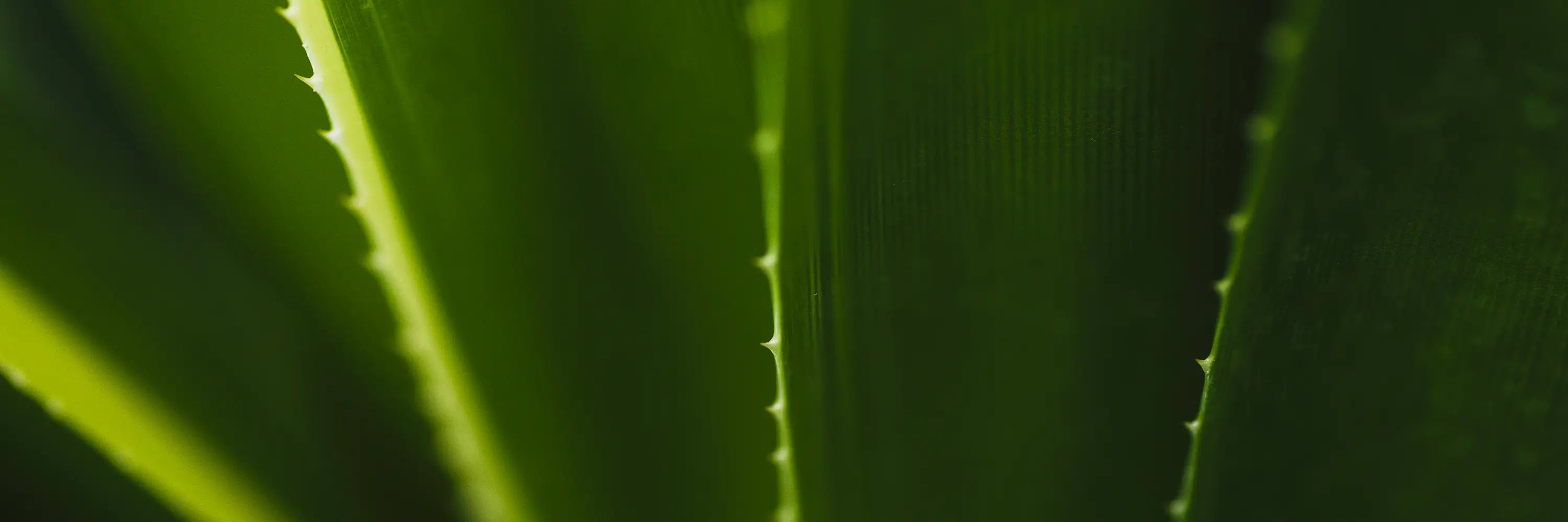 Close-up of a green aloe leaf with detailed texture