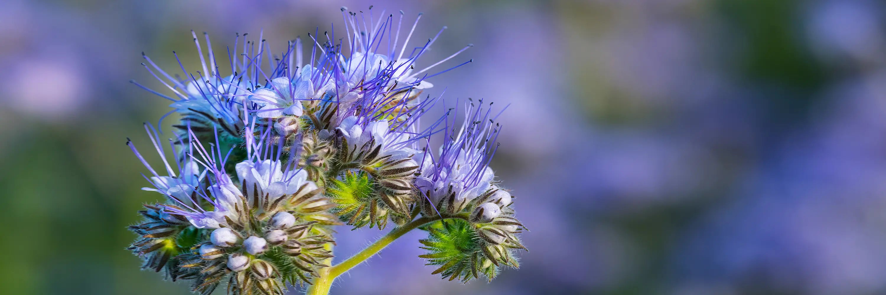 Close-up of a blue flower with a blurred background