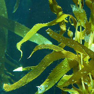 Algae