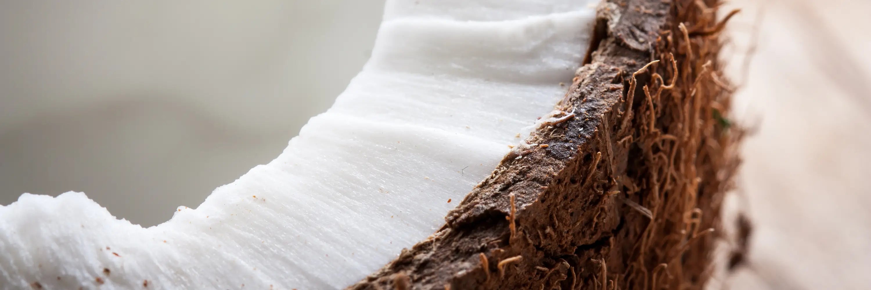 Close-up of a coconut