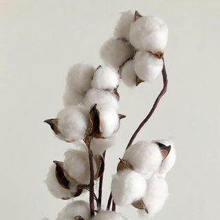 Cotton
