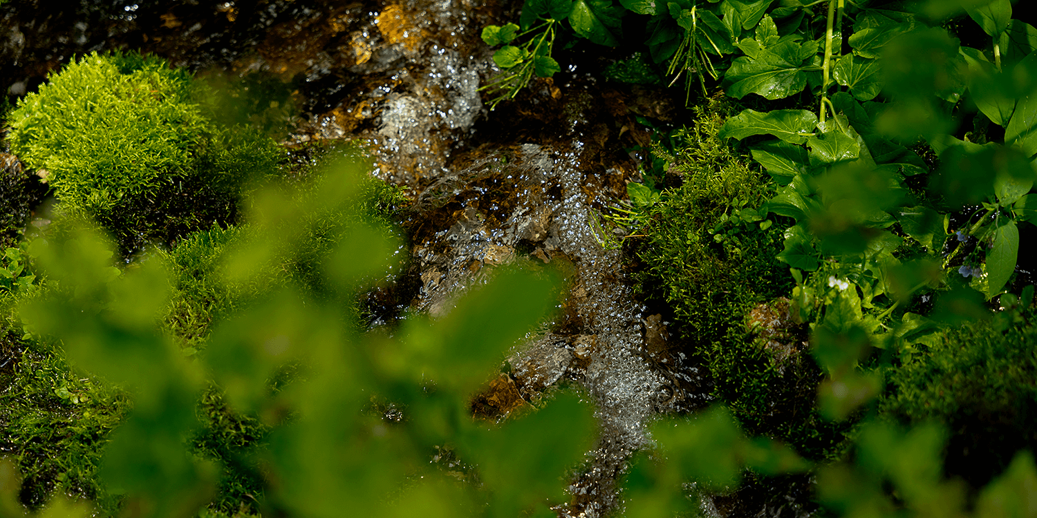 Close-up of a natural spring with green plants and moss on a rock.