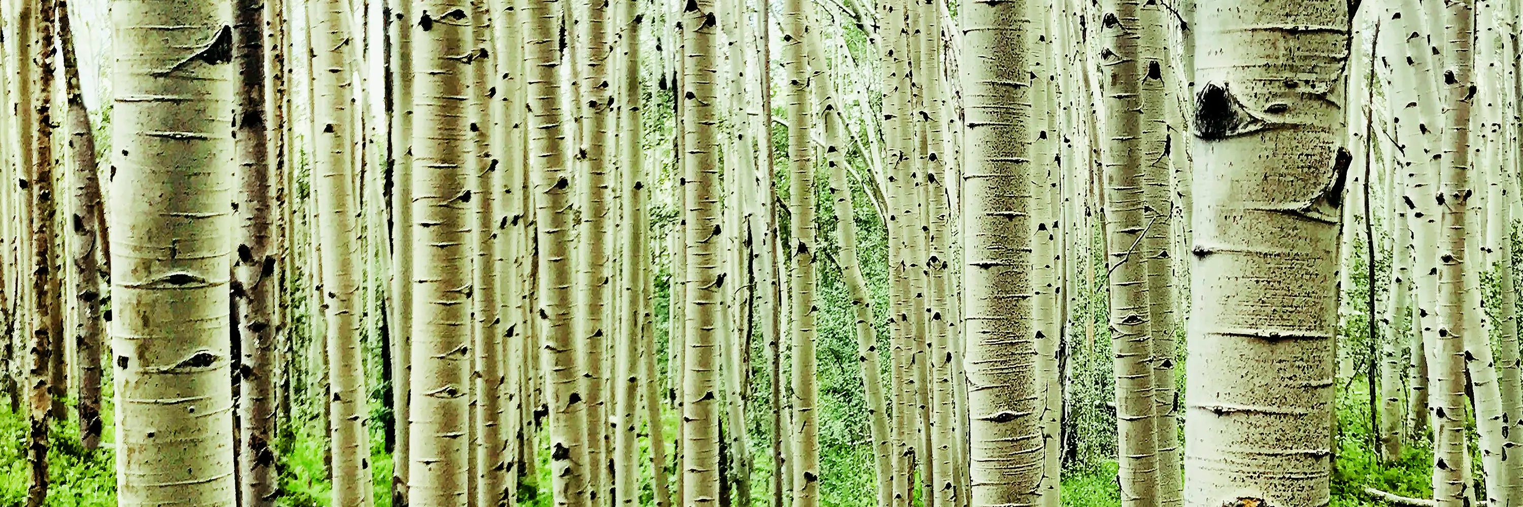 Row of aspen trees with white bark in a forest