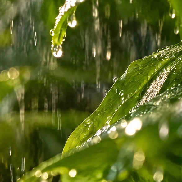 Green botanical leaves covered with water droplets