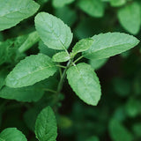 Holy basil