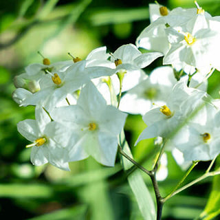 Jasmine