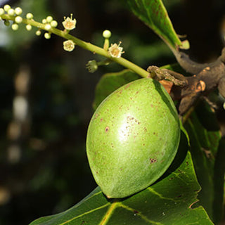 Kakadu plum