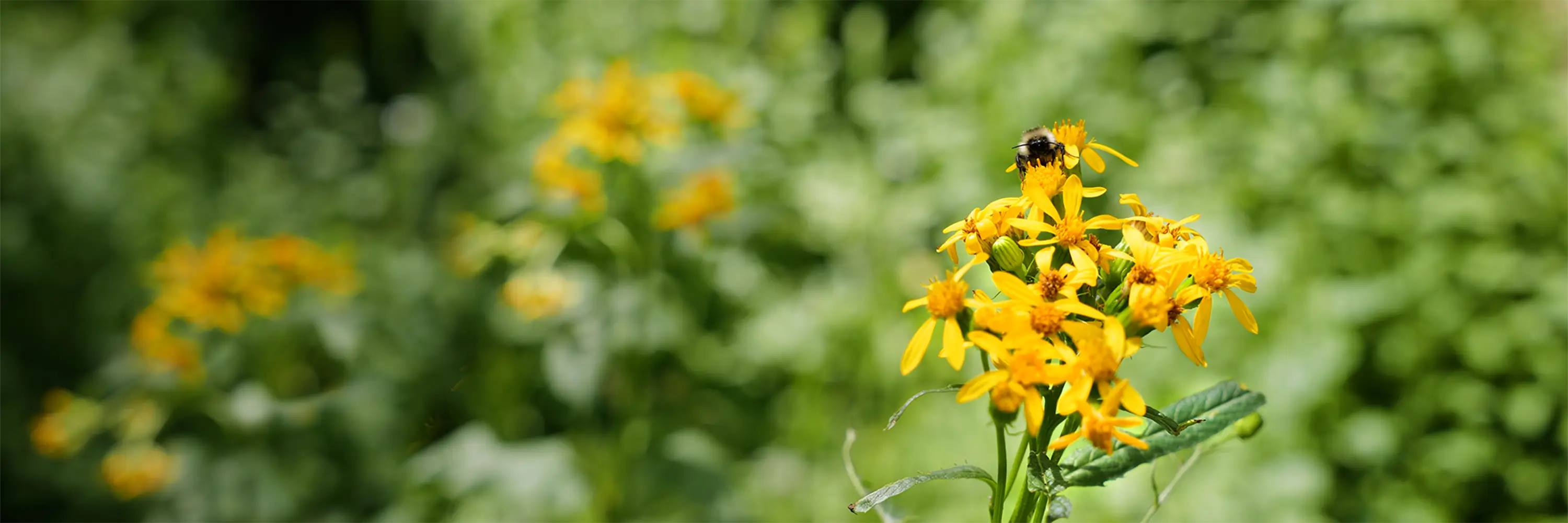 Yellow flowers with a bee on a green blurred background