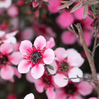 Manuka
