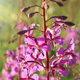 Willowherb
