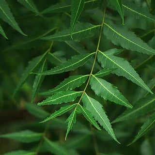 Neem