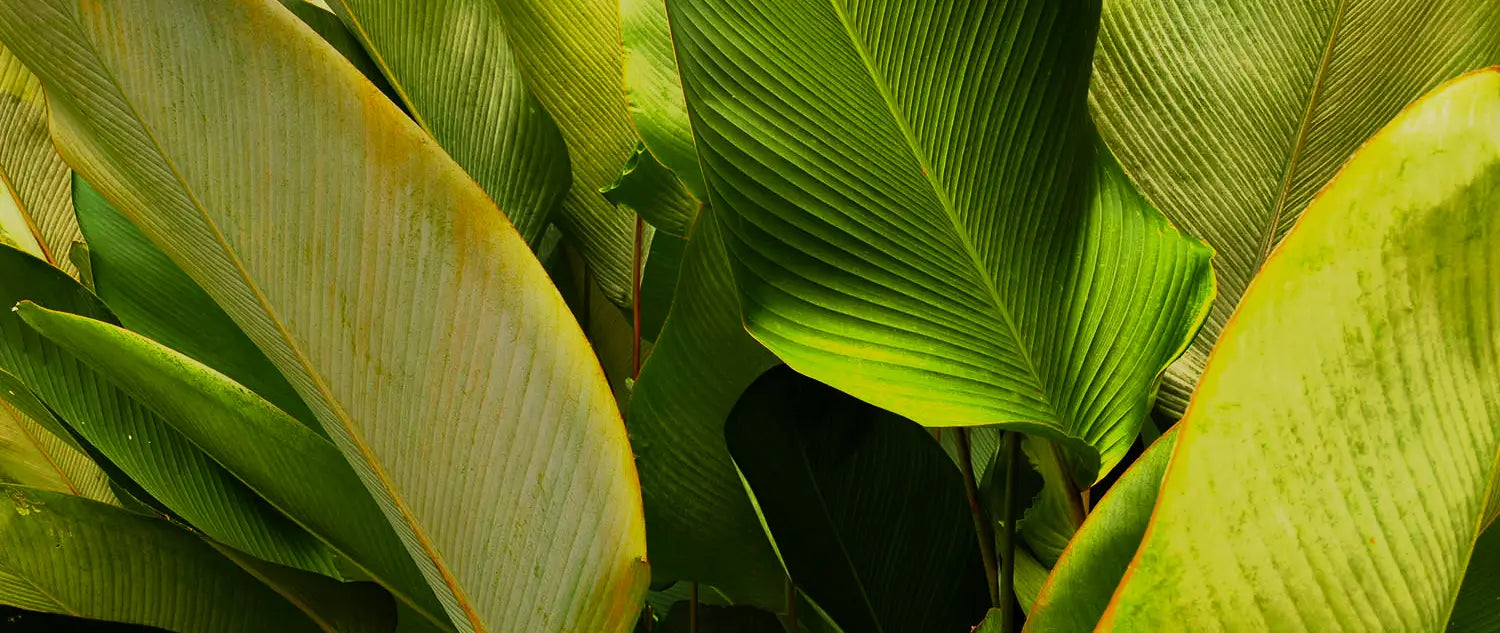 Close-up of green leaves with a focus on texture and color variation.