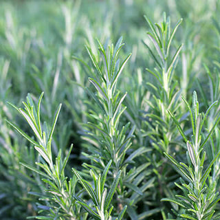 Rosemary
