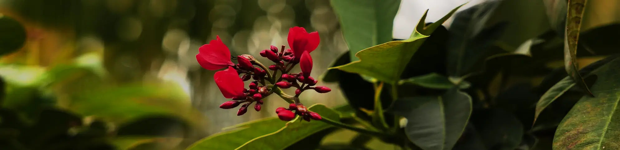 Close-up of red flowers with green leaves on a blurred natural background