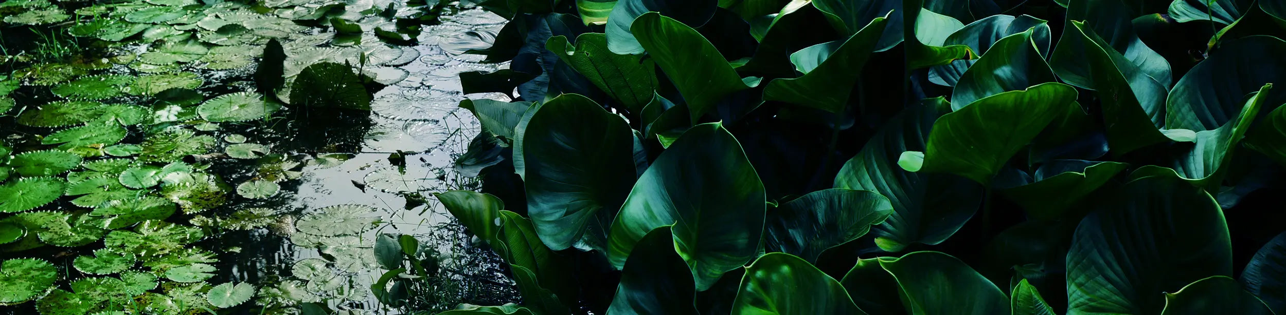 Close-up of green leaves and Lilly pads