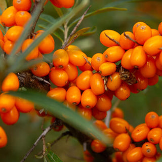 Seabuckthorn
