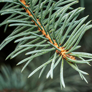 Spruce