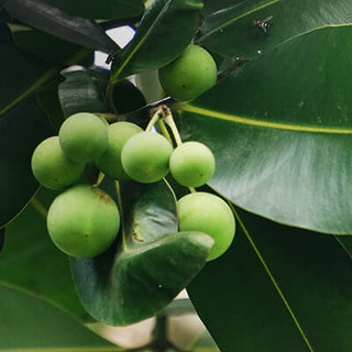 Tamanu