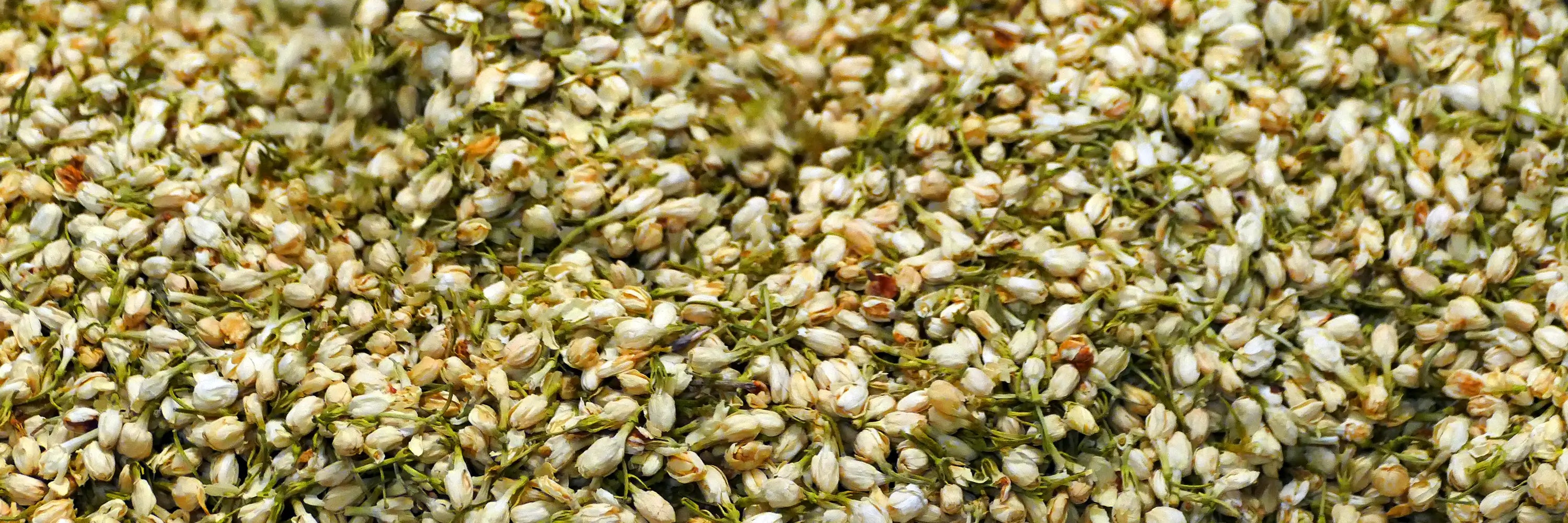 Close-up of a textured green and white buds