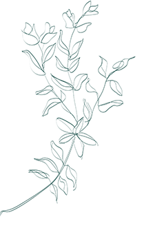 Drawing of flowers
