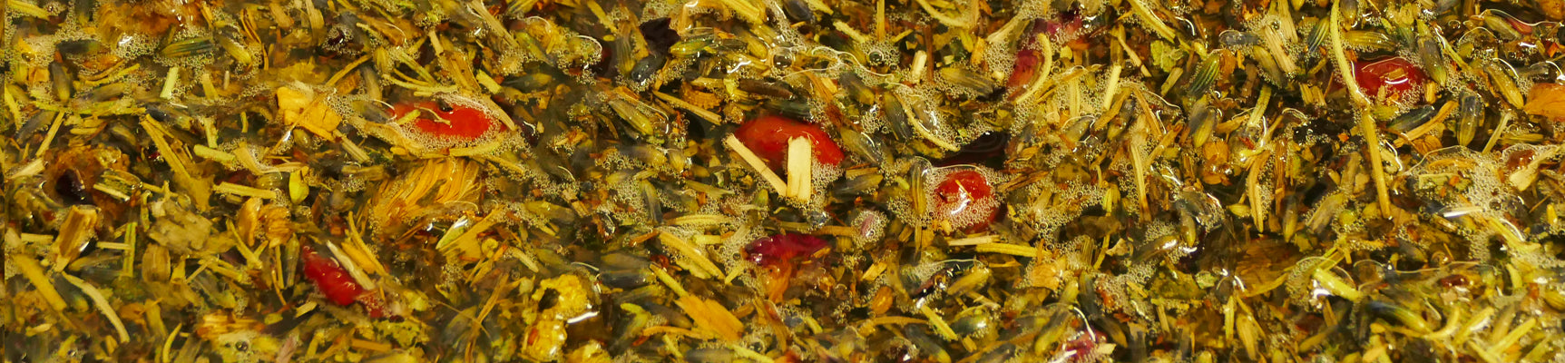 Herbs and berries marinating in oil